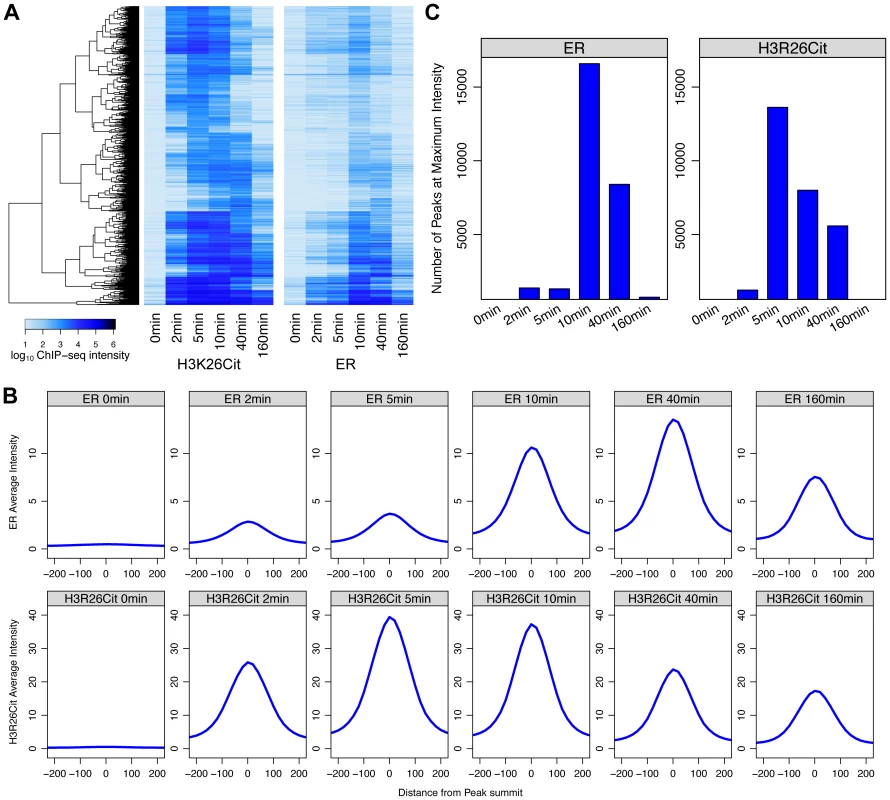 Maximal H3R26Cit peak intensity is early compared to ER and H3R26Cit is required for maximum ER binding.