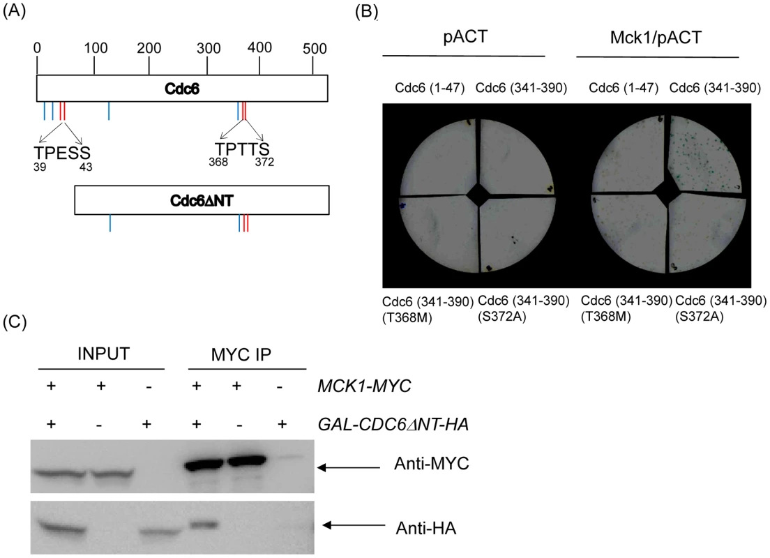 Mck1p interacts with Cdc6p through the GSK-3 consensus site in the C-terminal region.