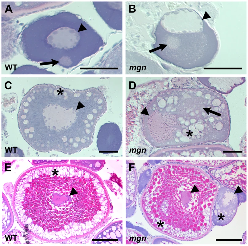 The <i>mgn</i> mutation causes defects during oogenesis.