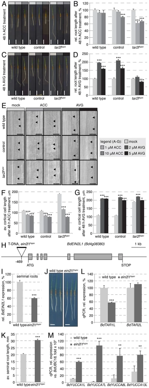 Manipulation of the ethylene pathway and its impact on root growth.