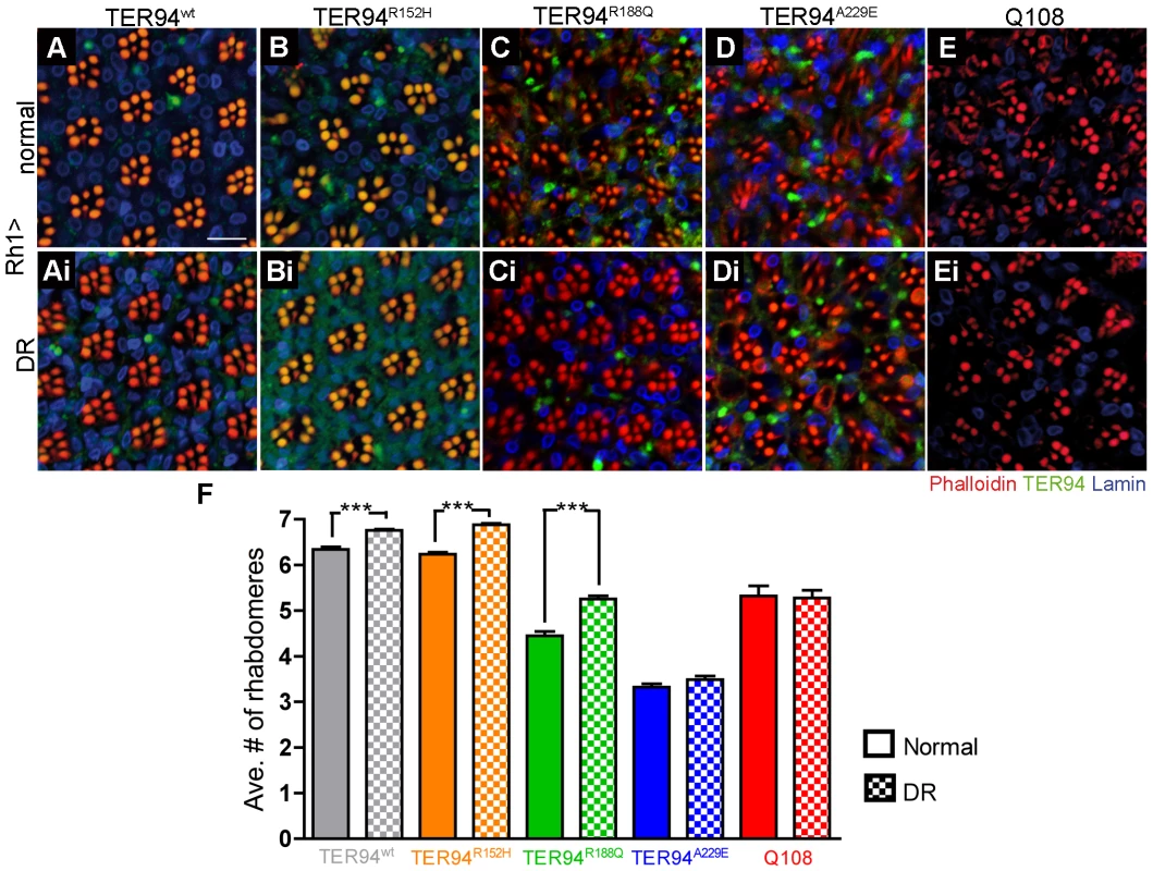 Dietary restriction (DR) alleviates neurodegeneration induced by pathogenic TER94 mutants.