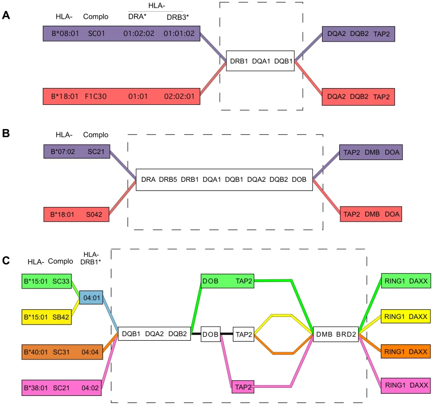 Shared and divergent sequences in related CEHs.