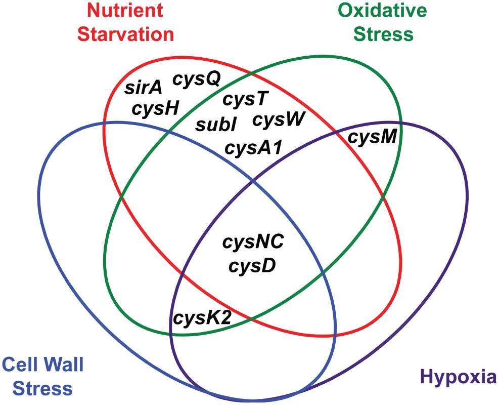 Venn diagram illustrating the convergent transcriptional regulation of <i>Mtb</i> sulfur metabolism genes by various conditions of environmental stress.