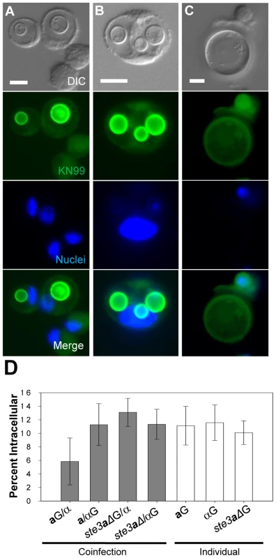 Titan cell formation and phagocytosis in the lungs of infected mice.