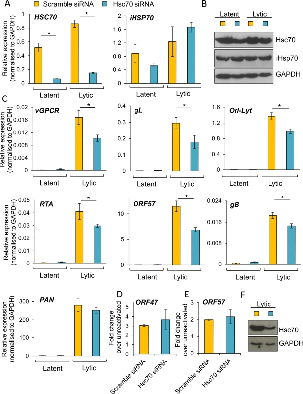 Specific depletion of Hsc70 significantly reduced KSHV lytic transcription in HEK-293T rKSHV.219 cells.