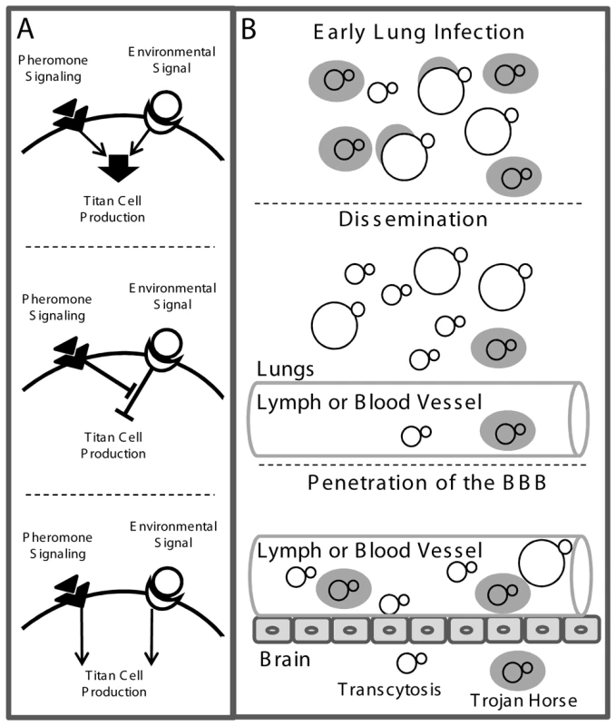 Model of titan cell signal transduction and pathogenesis.