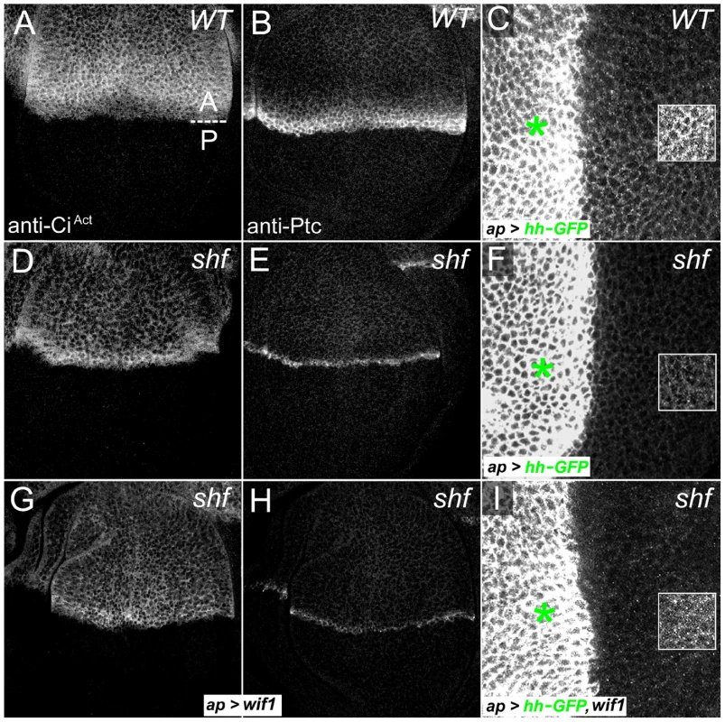 Wif1 affects Hh activity in <i>shf</i> discs.