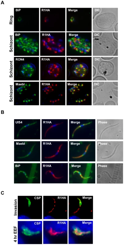PyROM1 localizes with microneme markers and is not present at the parasite surface during sporozoite invasion.