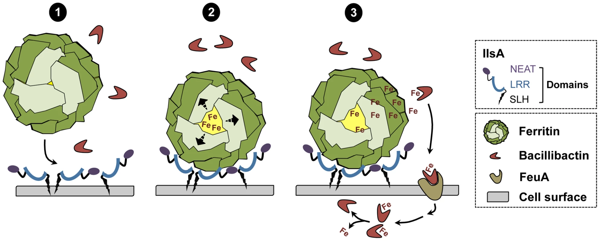 Schematic representation of iron uptake from ferritin in <i>B. cereus</i>.