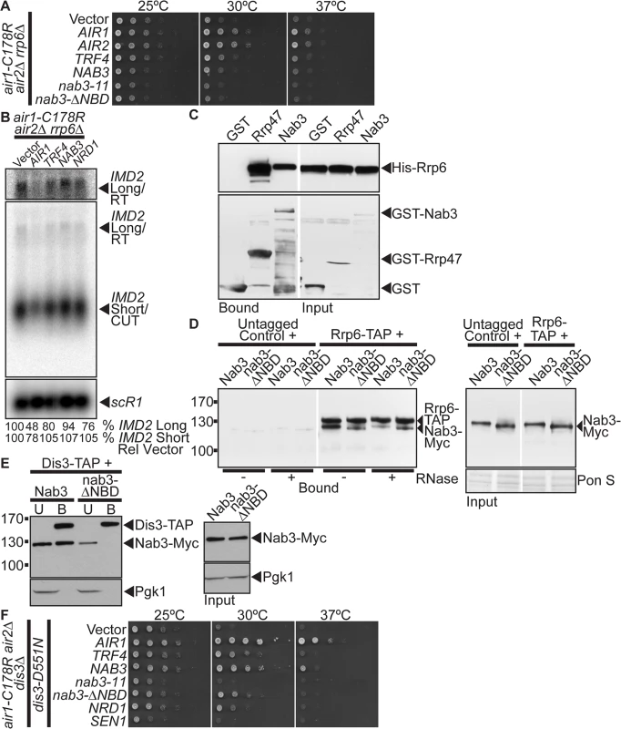 <i>NAB3</i> suppression of <i>air1/2</i> thermosensitive growth and reduction of <i>IMD2</i> CUT and readthrough RNA in <i>air1/2</i> cells is dependent on <i>RRP6</i> and Nab3 interacts with Rrp6 independent of Nrd1.