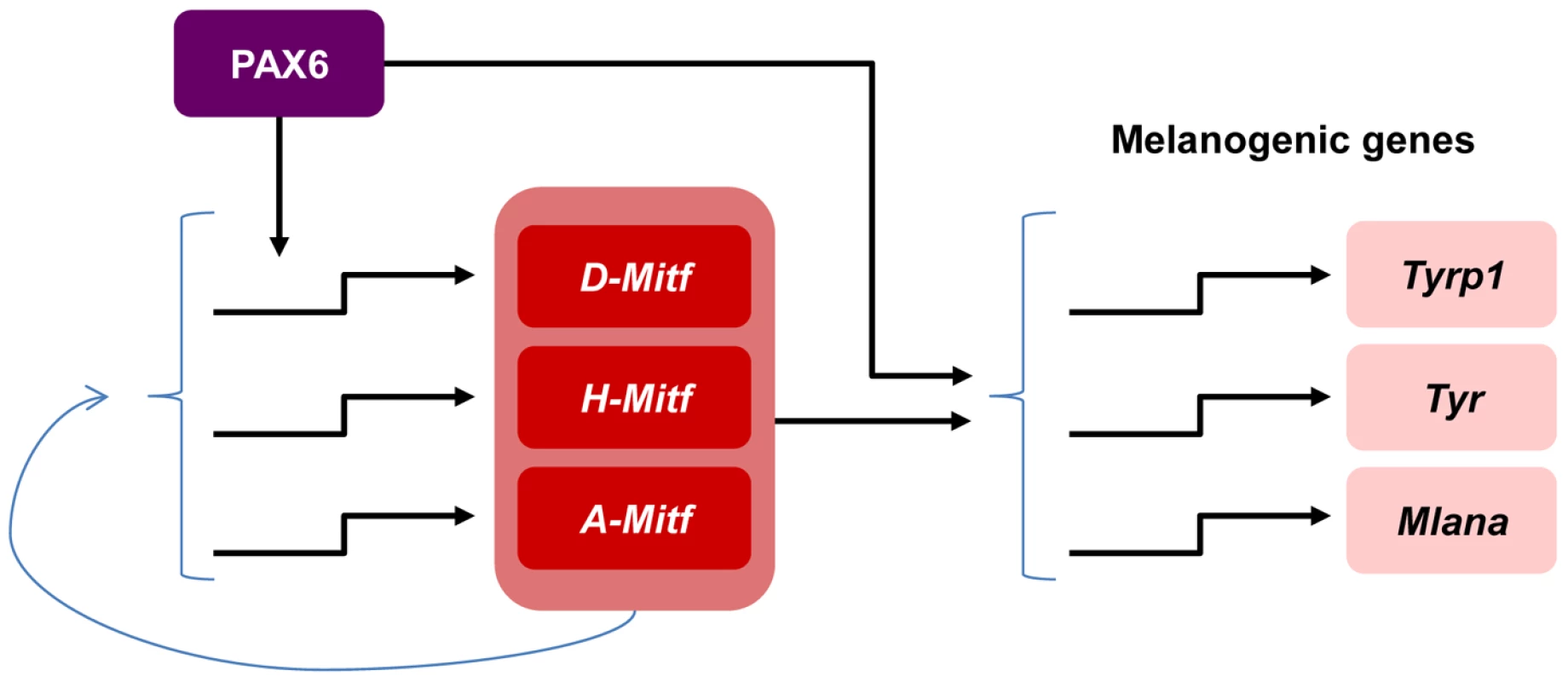Model of PAX6 control of melanogenesis in the RPE through a positive feed forward loop with MITF.