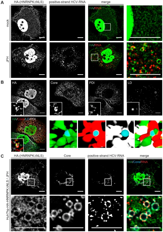 Redistribution of HNRNPK subcellular localization in HCV-containing cells and colocalization with viral RNA and core.
