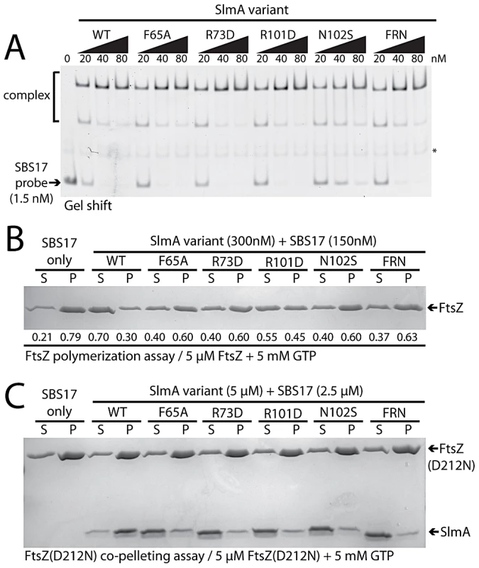 <i>In vitro</i> characterization of SlmA variants.