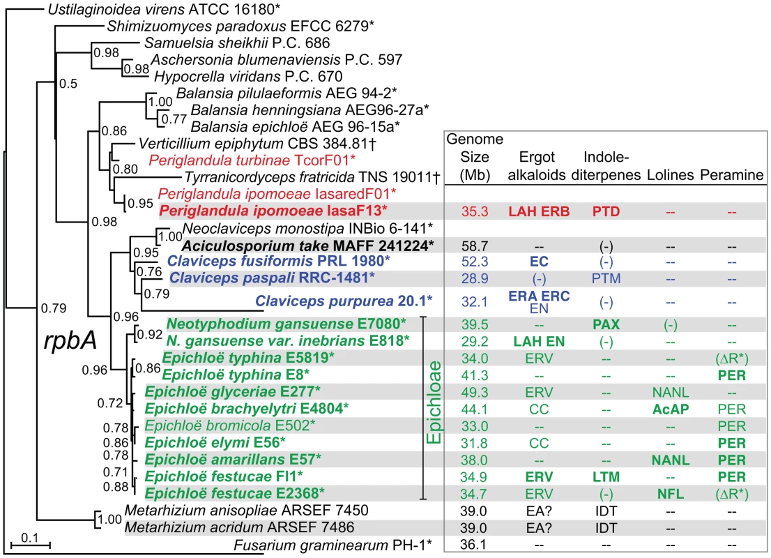 Phylogenies of <i>rpbA</i> from sequenced isolates and other Clavicipitaceae.