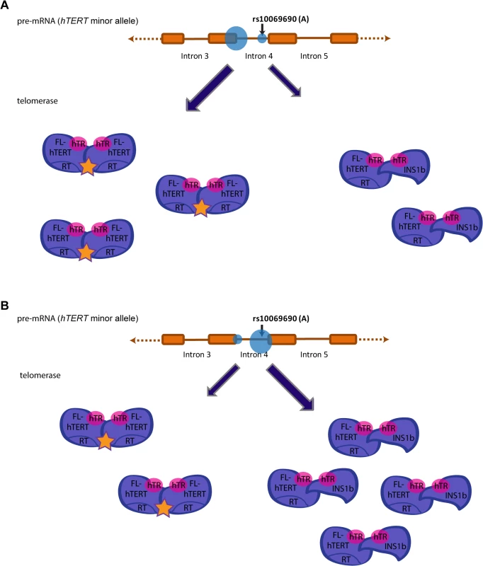 Preferential splicing at the donor site generated by the minor allele (A) at rs10069690 reduces overall telomerase activity.