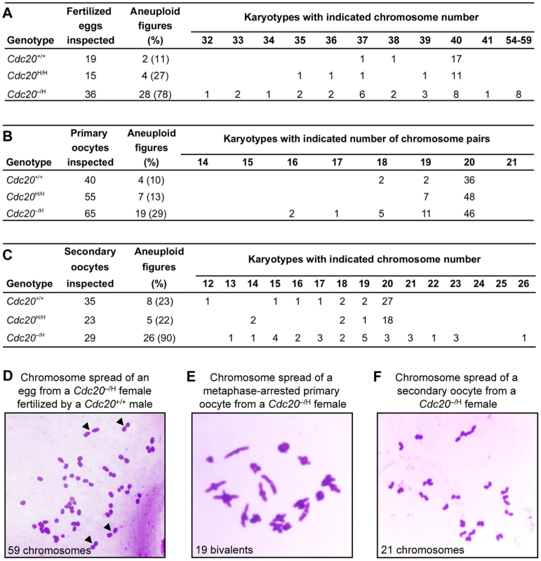 Oocytes and embryos from <i>Cdc20</i><sup>−/H</sup> females have abnormal chromosome numbers.