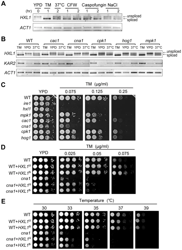 Induction of the UPR pathway by other stresses and potential crosstalk with other signaling pathways.
