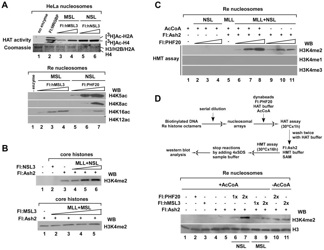 The HAT NSL complex, but not the MSL complex, promotes H3K4me2 by Flag-Ash2 <i>in vitro</i>.