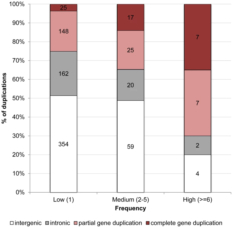 Proportion of duplications in low-, medium-, and high-frequency overlapping different genomic contexts in <i>D. simulans</i>.