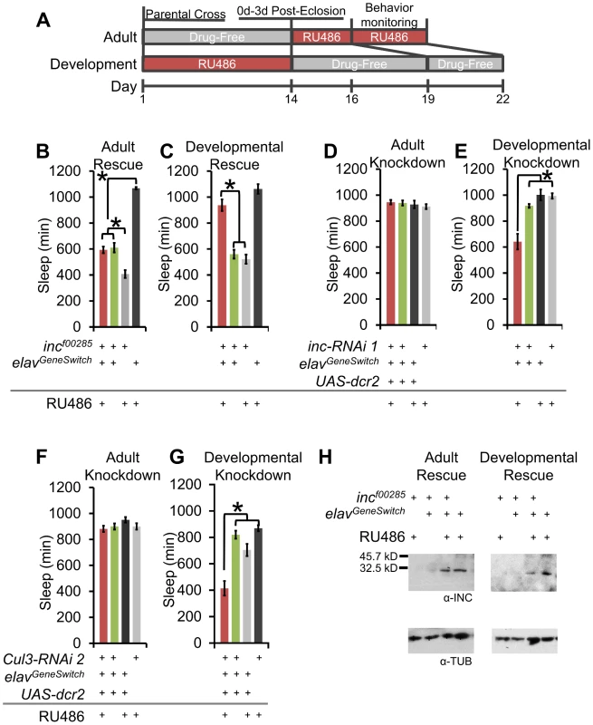 Developmental expression of <i>inc</i> and <i>Cul3</i> contributes to adult sleep behavior.