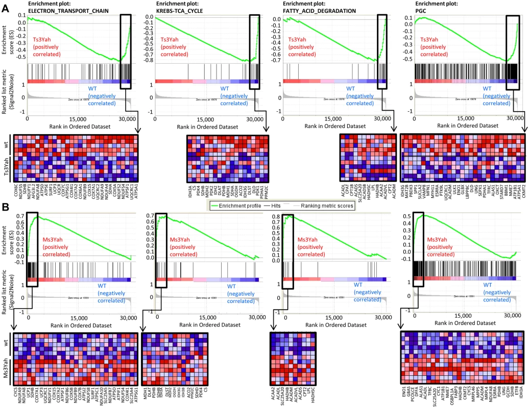 Pathways related to energy metabolism are underexpressed in Ts3Yah skeletal muscles and overexpressed in Ms3Yah skeletal muscles.