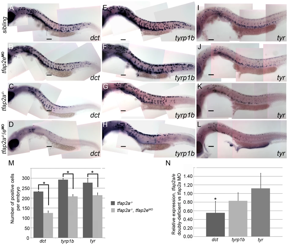 <i>tfap2a/e</i> doubl<i>y</i>-deficient embryos have defects in melanophore differentiation.
