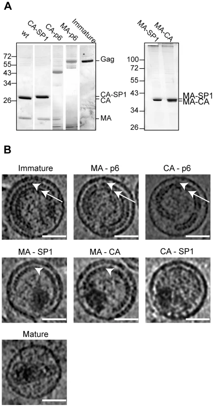 Characterisation of HIV-1 variants.