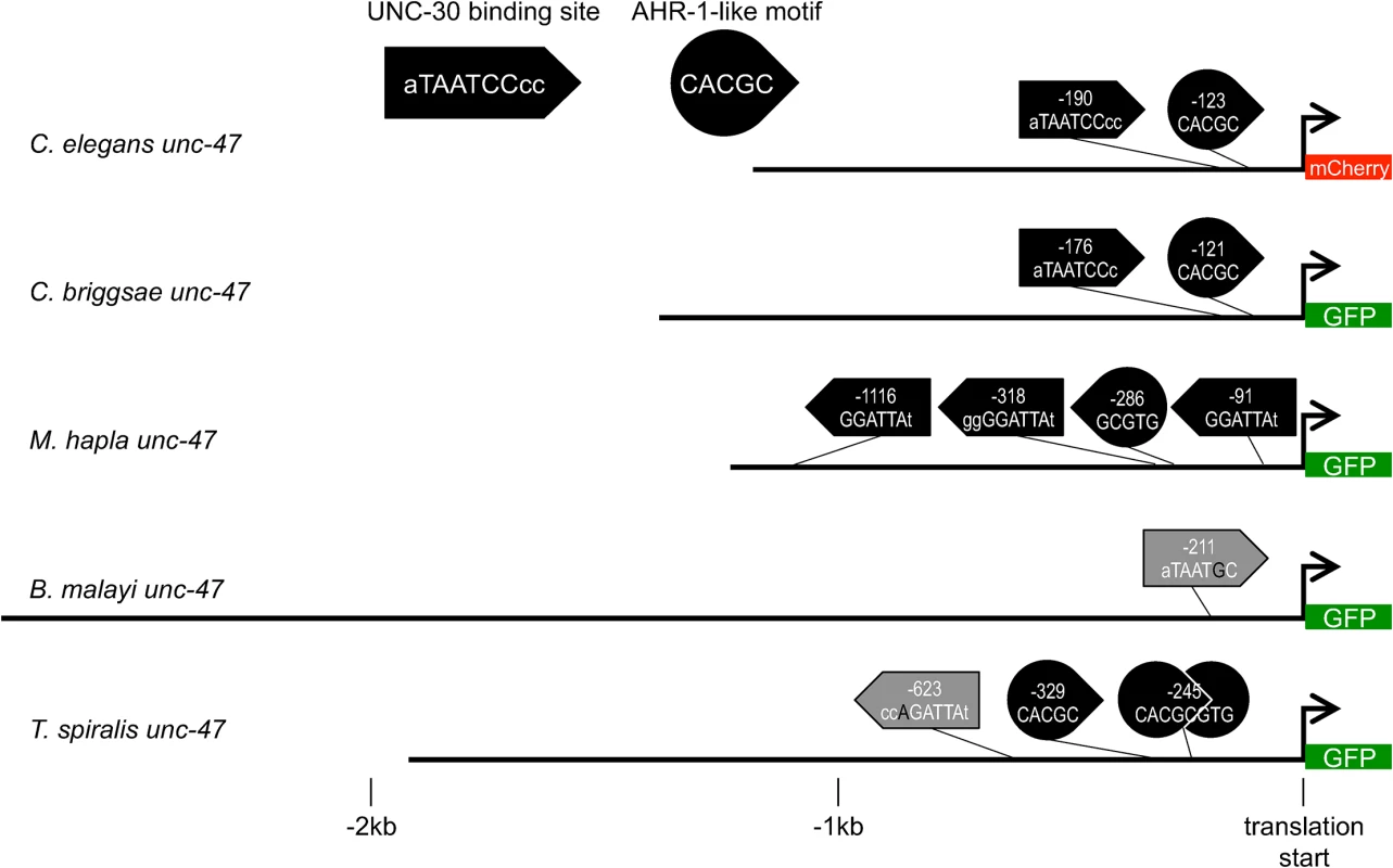 Matches to motifs responsible for the <i>C</i>. <i>elegans unc-47</i> gene expression pattern can be found in orthologous sequences.