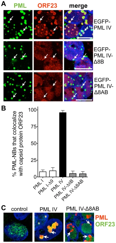 Sequestration of ORF23 capsid protein requires the C-terminal domain of PML IV.