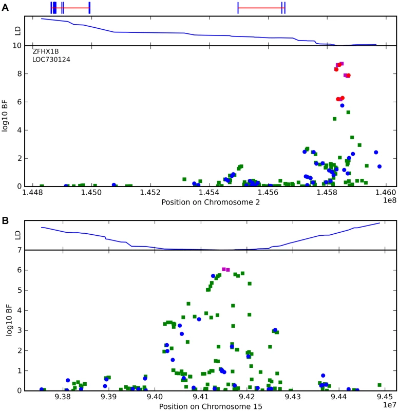Bayes factors for genotyped and imputed SNPs for two photic sneeze associations.