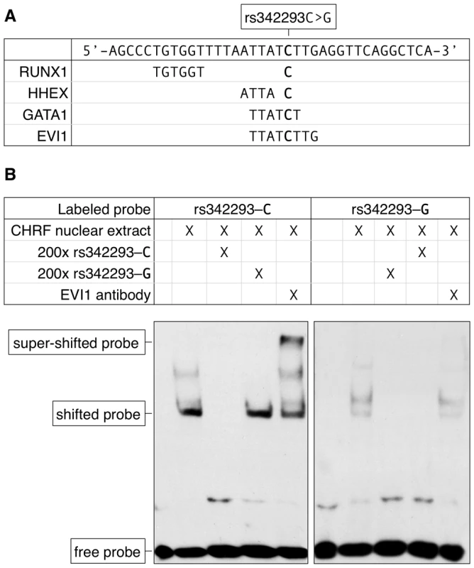 The effect of rs342293C>G on transcription factor binding.