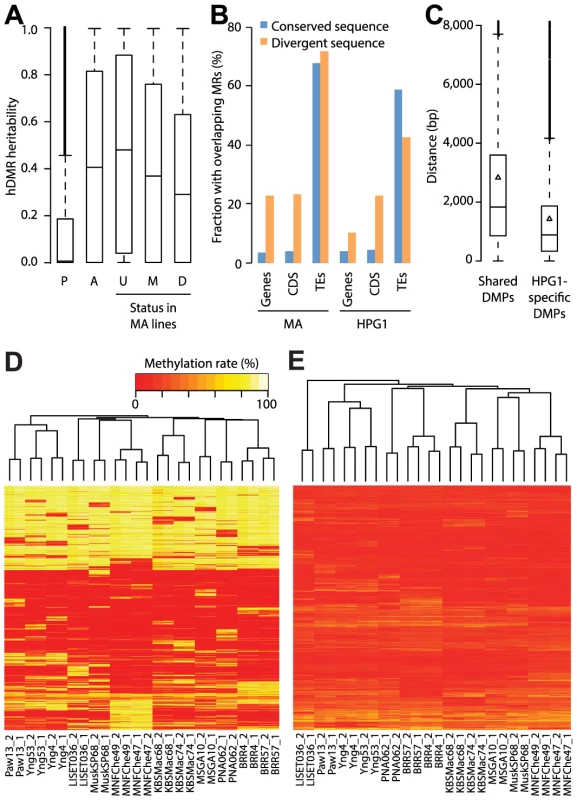 Genetic effects on epigenetic variation.
