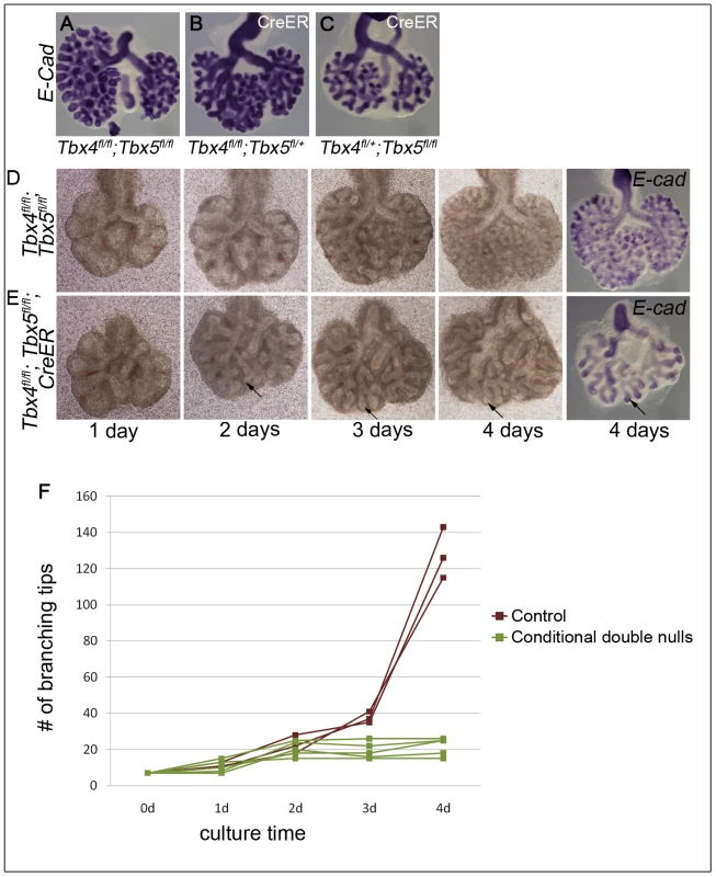 Loss of <i>Tbx4</i> and <i>Tbx5</i> leads to branching arrest <i>ex vivo</i>.