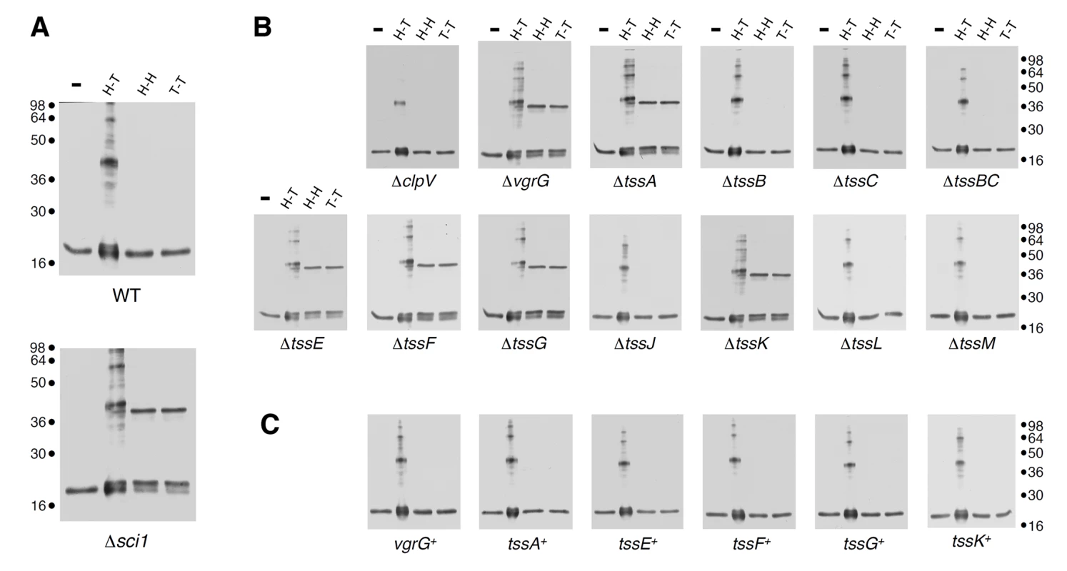 Hcp assembly defects in <i>vgrG</i>, <i>tssA</i>, <i>tssK</i>, <i>tssE</i>, <i>tssF</i> and <i>tssG</i> mutant cells.