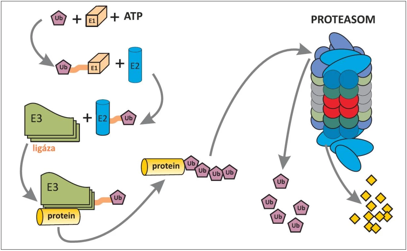 Schéma ubiquitinylace proteinu určeného k degradaci v proteasomu.
Ubiquitin (Ub)-proteasomový systém, rozptýlený v cytoplazmû i jádru buňky, spočívá ve třístupňové enzymatické kaskádů (E1 až E3), ve které dochází za použití energie (ATP) k označení proteinu, určeného pro rozklad v proteasomu. Pomocí enzymů E1 a E2 je ubiquitin aktivován a pomocí enzymu E3 (ubiquitinligáza) se aktivovaný ubiquitin naváže na protein určený k degradaci. Pro dopravu označeného proteinu do proteasomu je nezbytné navázání alespoň čtyř ubiquitinů, které mají afinitu k proteasomu. Proteasom, jakýsi minimixer, obsahuje proteolytické enzymy, kterými je označený protein rozložen na peptidy (žluté čtverečky). Uvolněné ubiquitiny mohou být znovu použity na označení dalších proteinů k degradaci (22, 23).