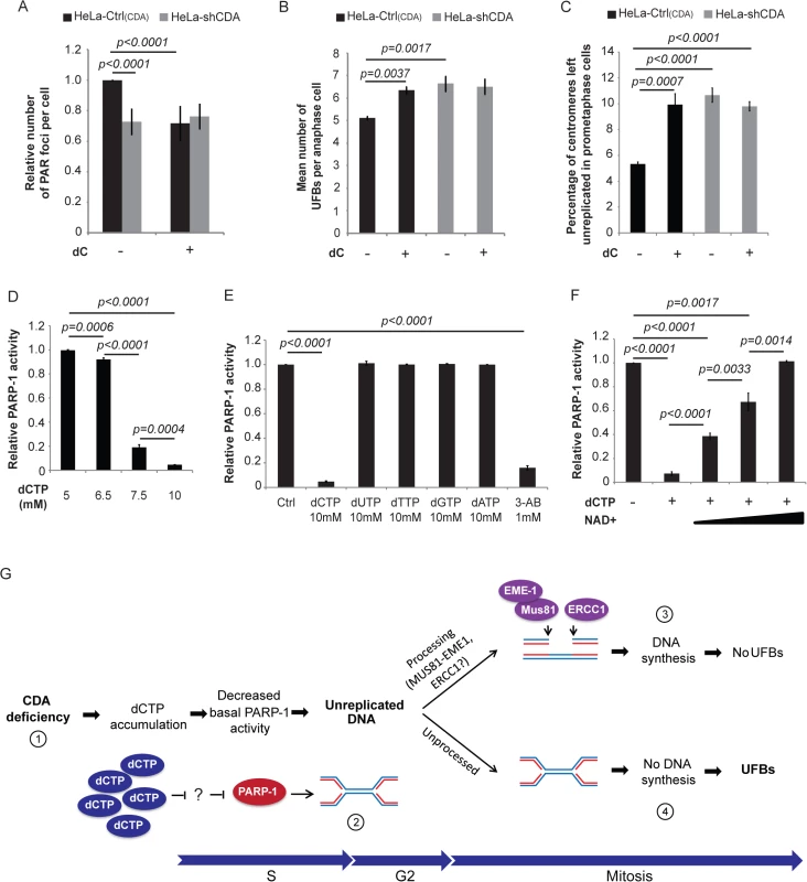 CDA deficiency leads to excess dCTP, inhibiting PARP-1 activity and leading to UFB formation.