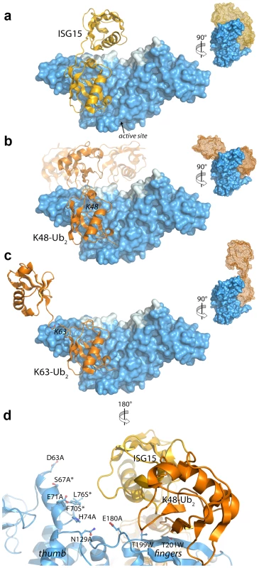 Modeling and mutational analysis suggest that PLpro binds to ISG15 and K48-Ub<sub>2</sub>, but not K63-Ub<sub>2</sub>, in a bidentate manner.