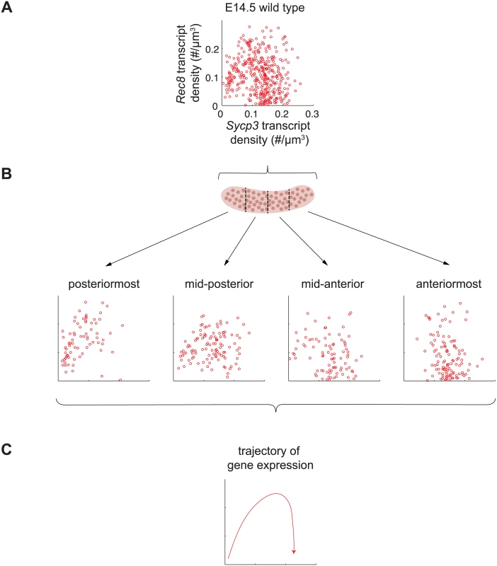 <i>Sycp3</i> induction precedes negative regulation of <i>Rec8</i> along the anterior-posterior axis of the E14.5 ovary.