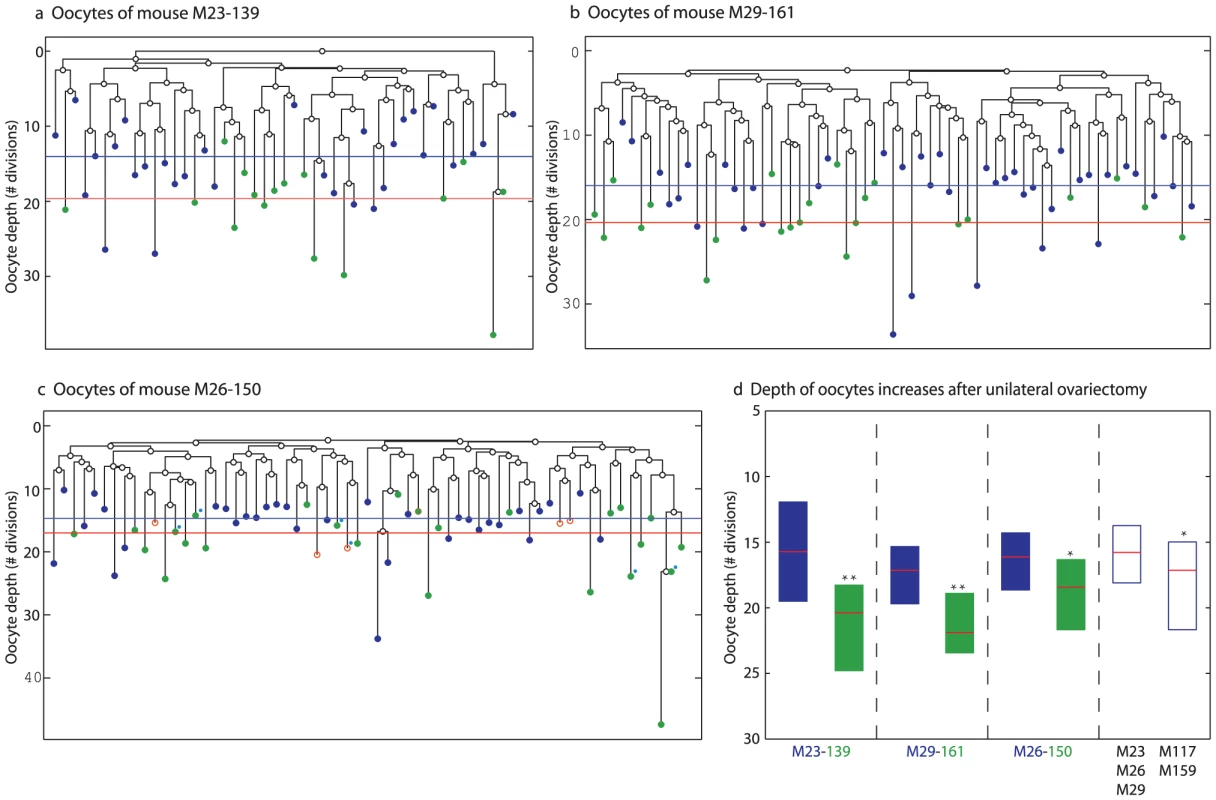 Accelerated increase in GV oocyte from large antral follicles depth following unilateral ovariectomy.