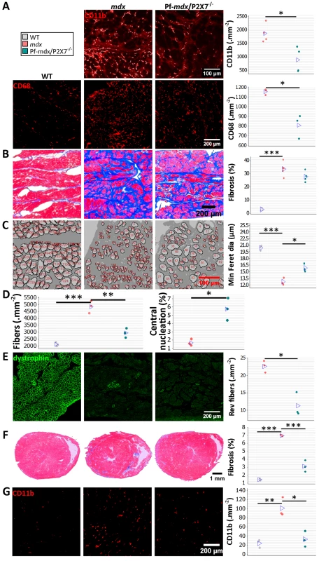 <i>P2RX7</i> ablation continues to reduce dystrophic pathology in 20-mo-old diaphragm and heart.