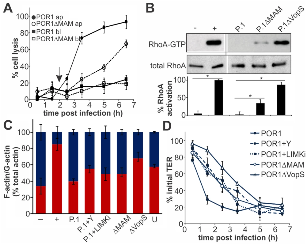 MAM function accelerates T3SS1-mediated lysis of polarized epithelial cells.