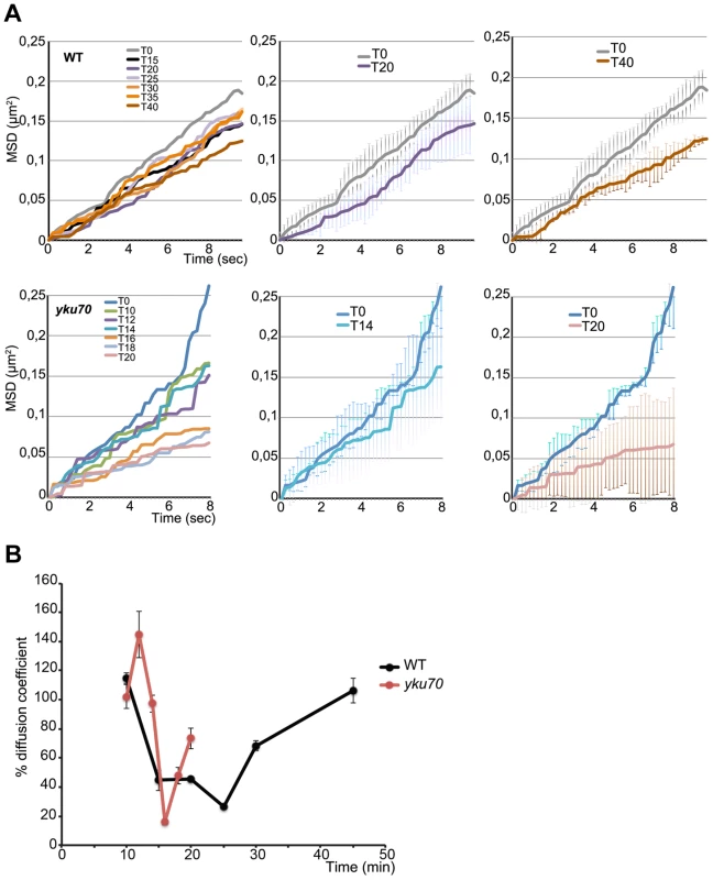 Time lapse microscopy of chromatin dynamics during resection.