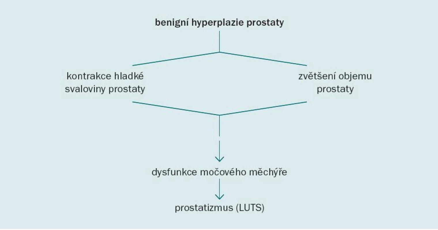 Předpokládaná patofyziologie BPH [29].