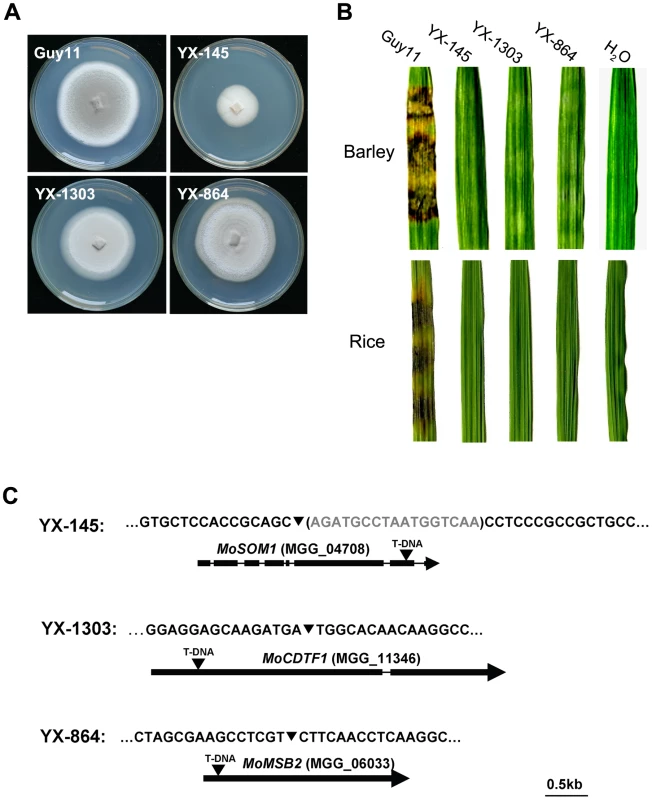 Identification of the T-DNA-tagged genes <i>MoSOM1</i> and <i>MoCDTF1</i>.