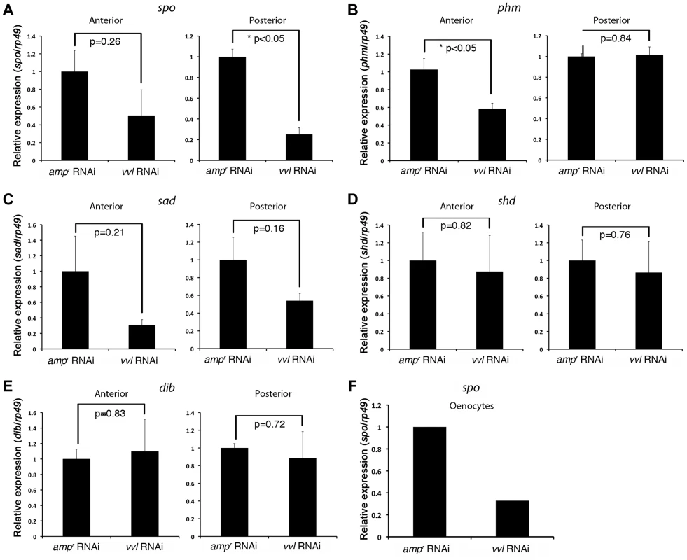 <i>vvl</i> knockdown leads to decreased expression of ecdysone biosynthesis genes.