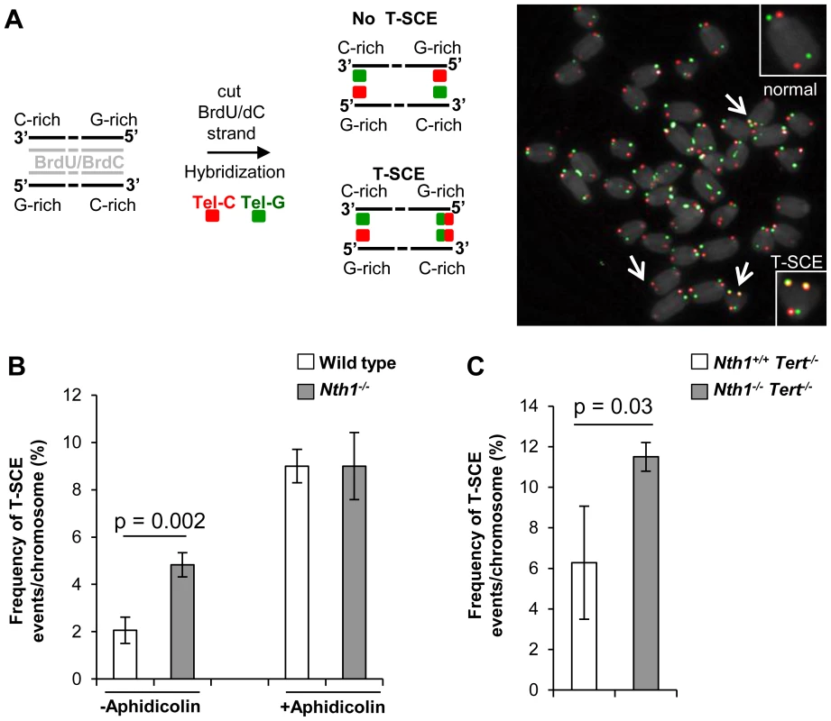 T-SCEs in wild-type and <i>Nth1<sup>−/−</sup></i> mouse cells with or without telomerase.