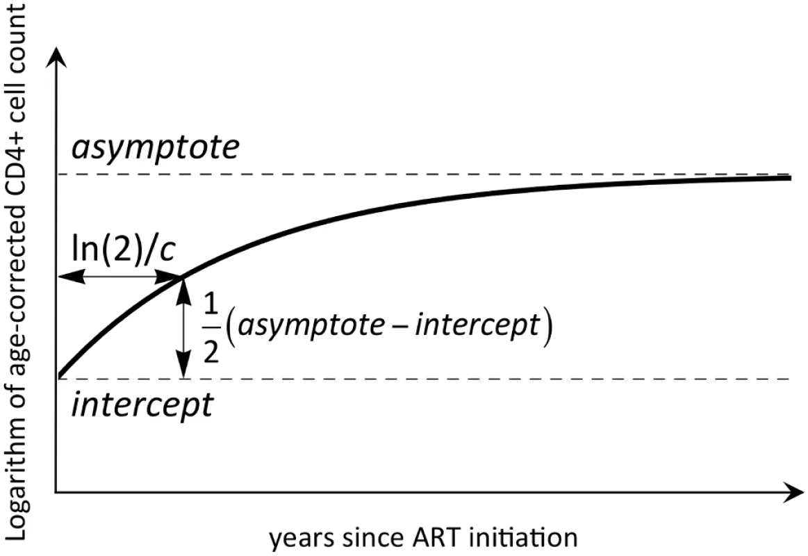 An illustrative representation of the mathematical model used to describe CD4 reconstitution.