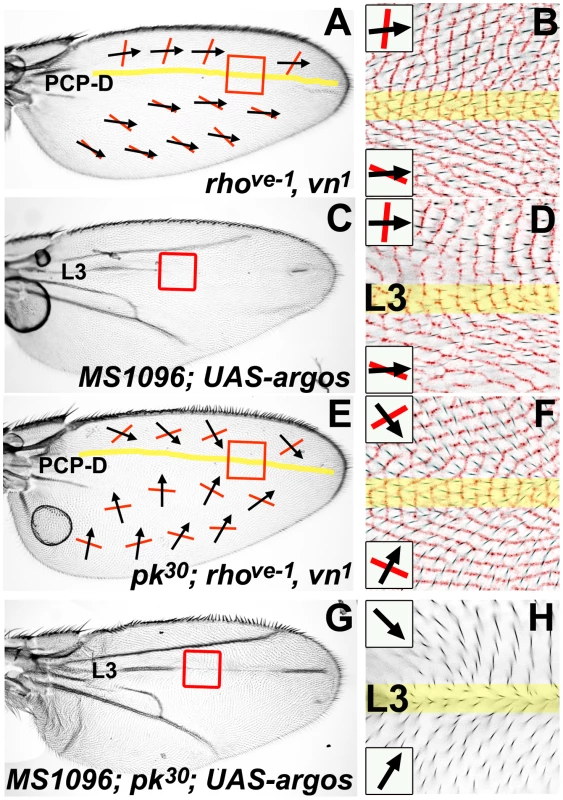 A PCP discontinuity (PCP-D) on the <i>Drosophila</i> wing.