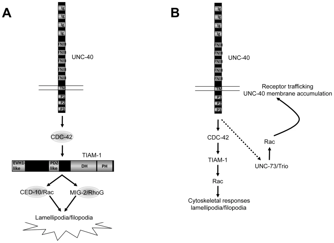 A model of the distinct roles of the Rac GEFs TIAM-1 and UNC-73/Trio in axon guidance.