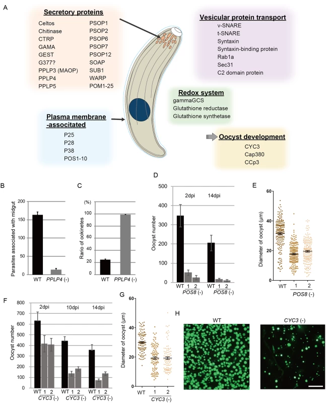 Target genes required for midgut invasion and oocyst formation.